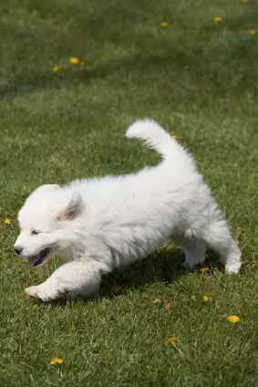Great Pyrenees