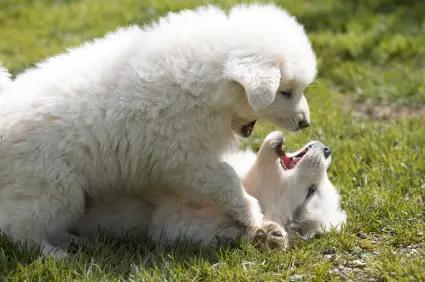 Great Pyrenees