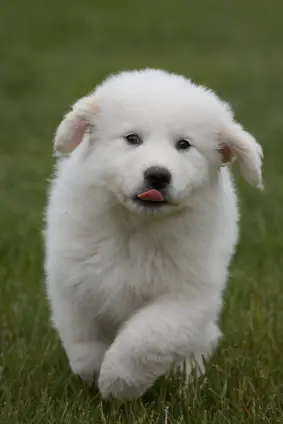 Great Pyrenees