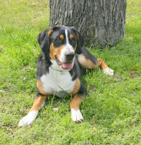 Greater Swiss Mountain Dog