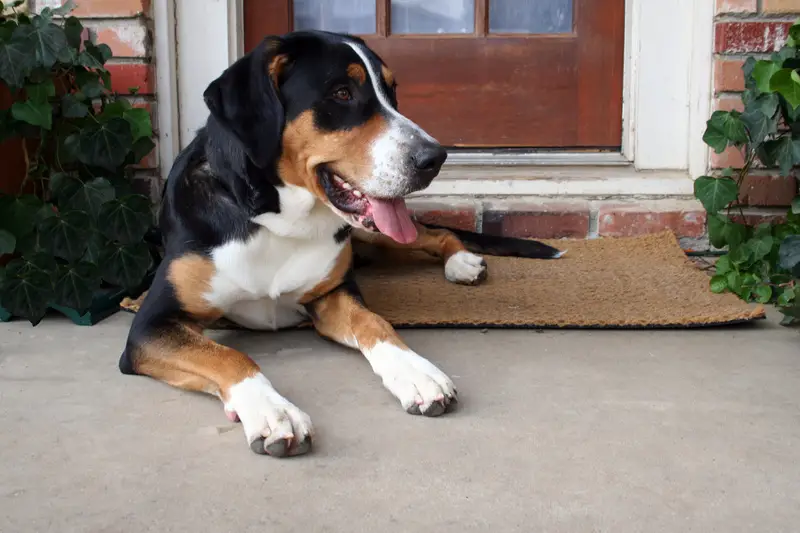 Greater Swiss Mountain Dog
