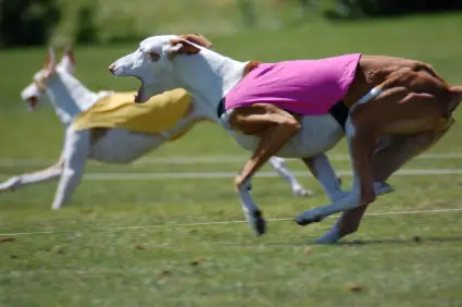 Ibizan Hound