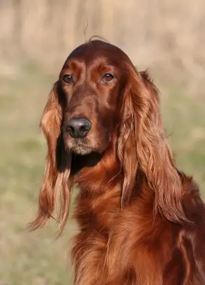 Irish Setter