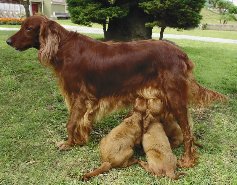 Irish Setter