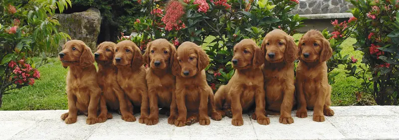 Irish Setter