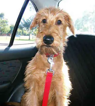 Irish Terrier