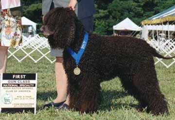 Irish Water Spaniel