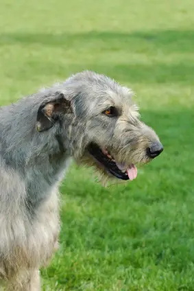 Irish Wolfhound
