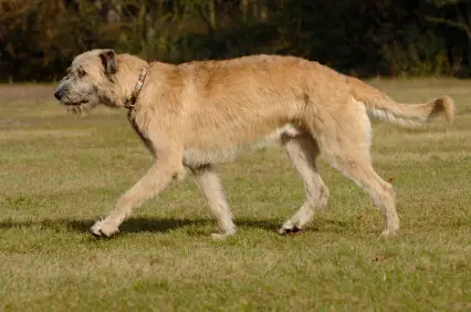 Irish Wolfhound