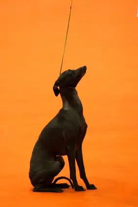 Italian Greyhound