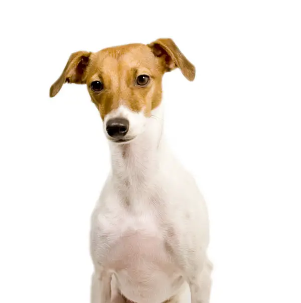 Italian Greyhound