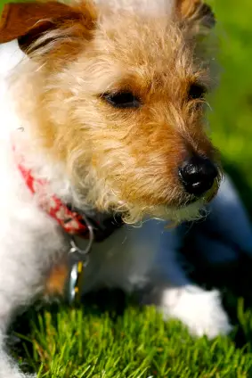 Jack Russell Terrier (Rough)
