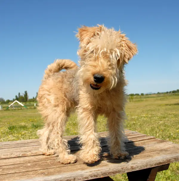 Jack Russell Terrier (Rough)