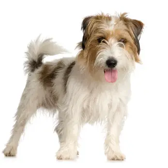 Jack Russell Terrier (Rough)