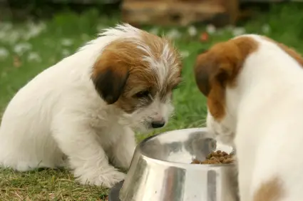 Jack Russell Terrier (Rough)
