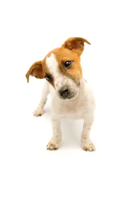 Jack Russell Terrier (Smooth)