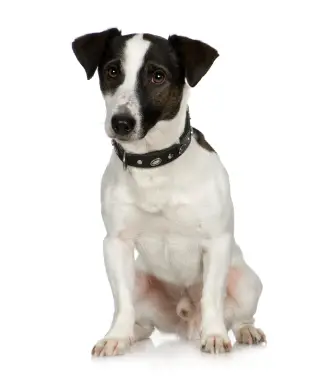Jack Russell Terrier (Smooth)