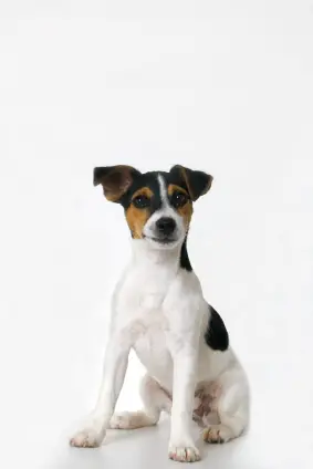 Jack Russell Terrier (Smooth)