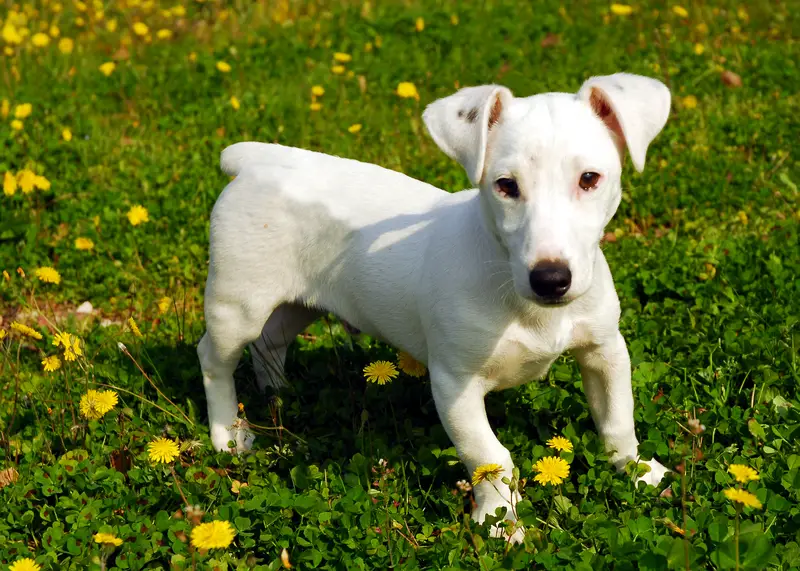 Jack Russell Terrier (Smooth)