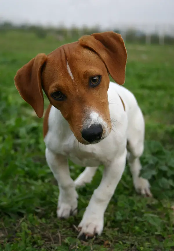 Jack Russell Terrier (Smooth)