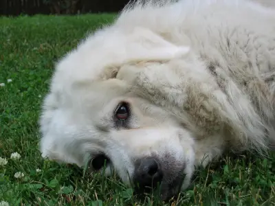 Kuvasz