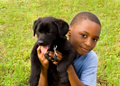 Labrador Retriever