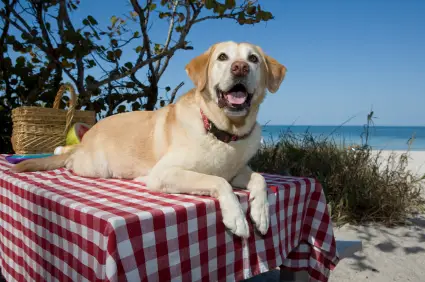 Labrador Retriever