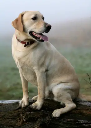 Labrador Retriever