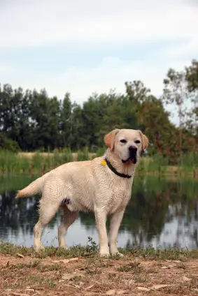 Labrador Retriever