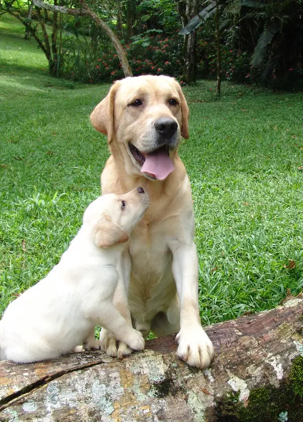 Labrador Retriever