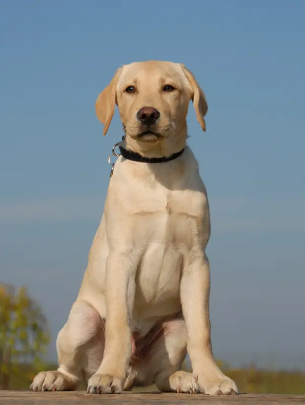 Labrador Retriever