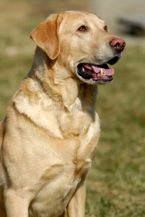 Labrador Retriever