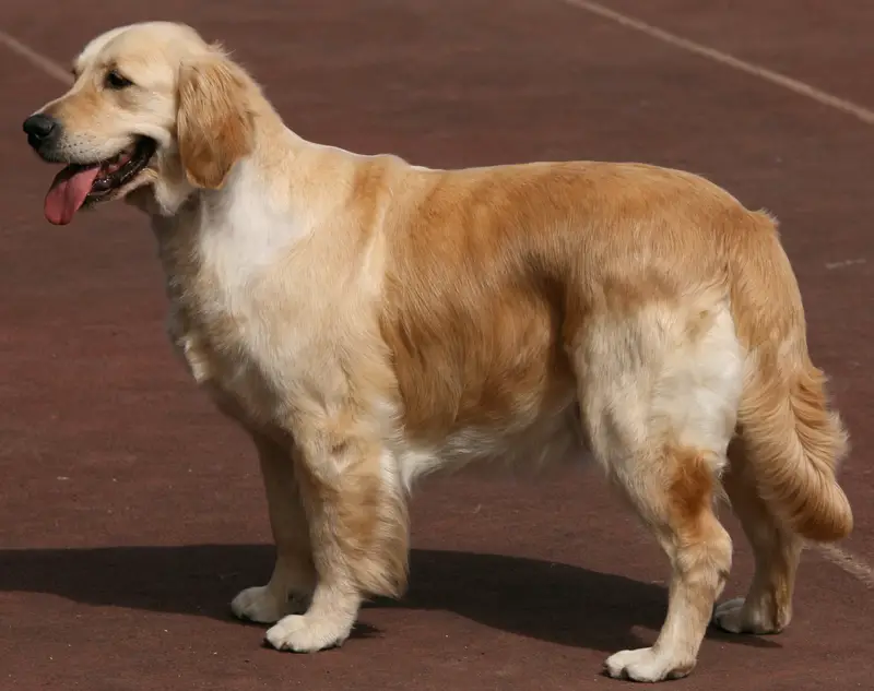 Labrador Retriever