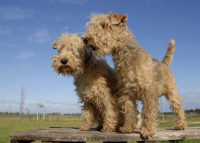 Lakeland Terrier