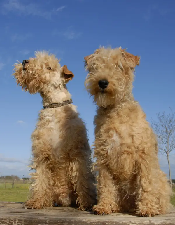 Lakeland Terrier
