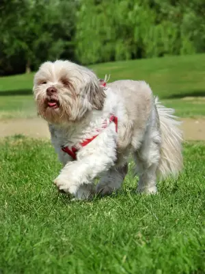 Lhasa Apso