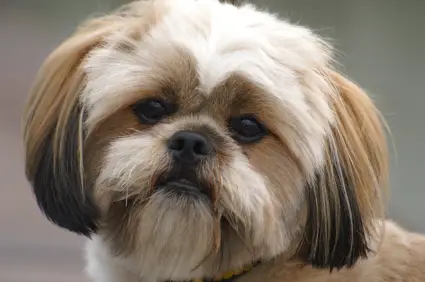 Lhasa Apso