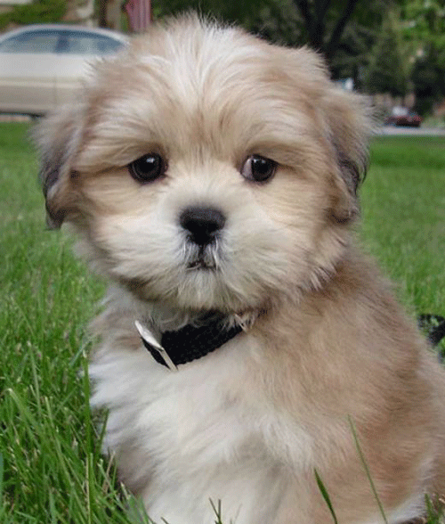 Cute lhasa sales apso