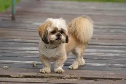 Lhasa Apso