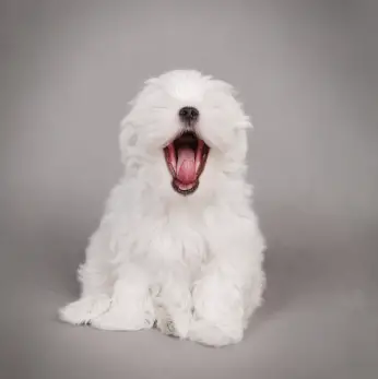 Maltese