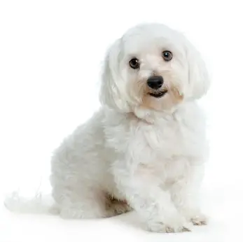 Maltese
