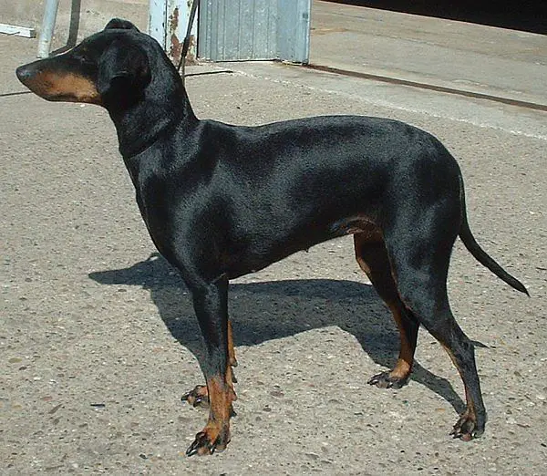 Manchester Terrier (Standard)