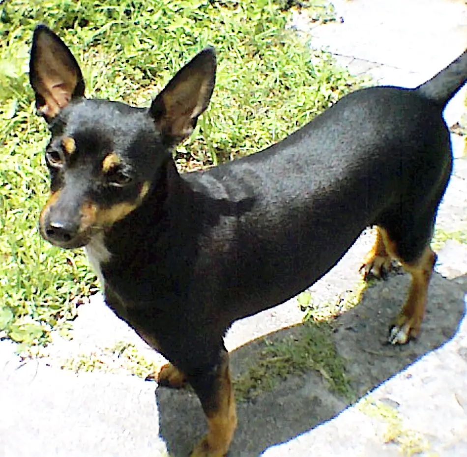 Manchester Terrier (Toy)