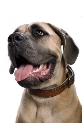 Mastiff