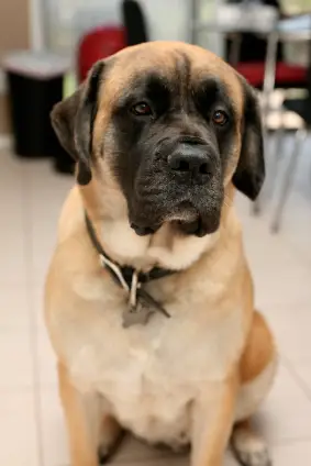 Mastiff