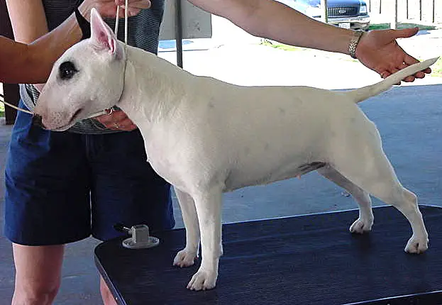 Miniature Bull Terrier