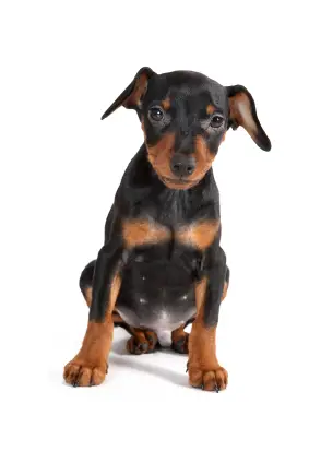 Miniature Pinscher