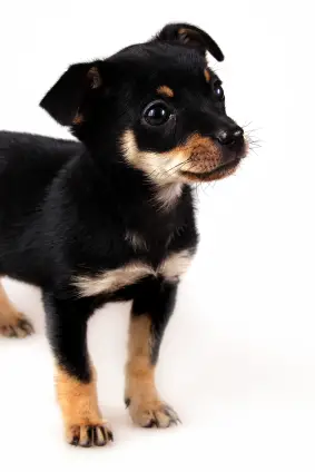 Miniature Pinscher