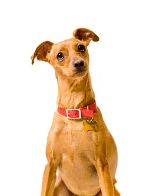 Miniature Pinscher
