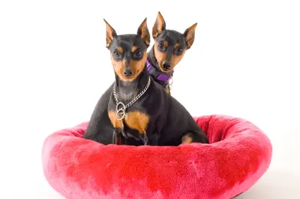 Miniature Pinscher